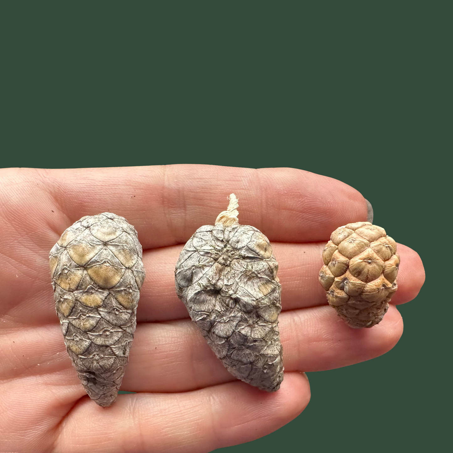 A Versatile Jack-pine Cone Jewelry Piece