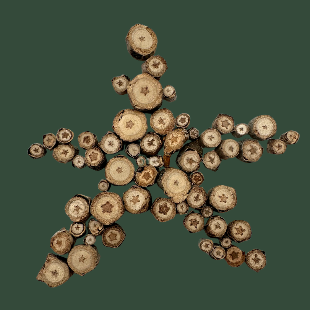 Naturally occurring stars from tree piths forming a star with a dark green background, showing the variety of star shapes and star sizes