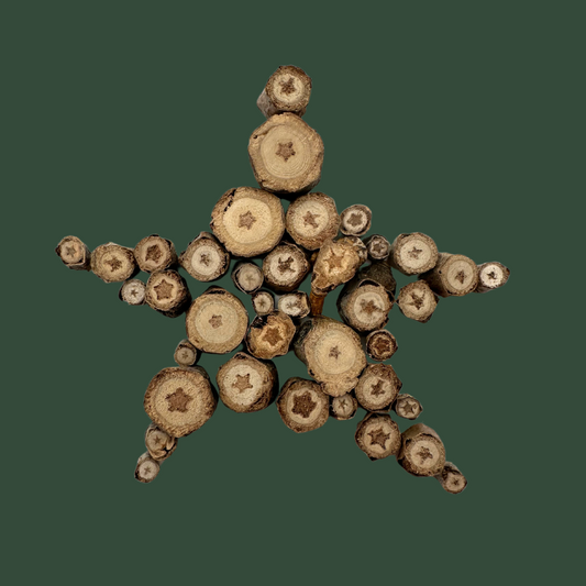 Naturally occurring stars from tree piths forming a star with a dark green background, showing the variety of star shapes and star sizes